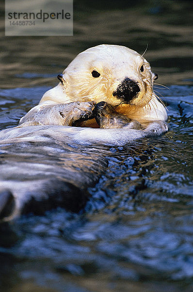 Nahaufnahme eines Seeotters Tacoma Zoo Gefangenschaft Washington