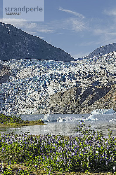 Blick auf den Mendenhall-Gletscher mit der Nootka-Lupine im Vordergrund  Tongass National Forest  Südost-Alaska  Sommer