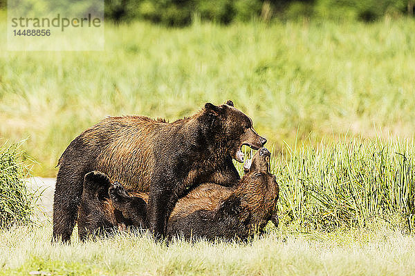 Männliche Braunbären (Ursus arctos) ringen um die Vorherrschaft beim Lachsfang am Geographic Creek am Geographic Harbor im Katmai National Park im Südwesten Alaskas.