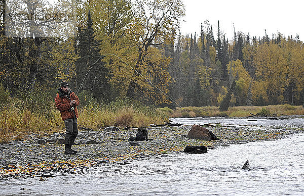 Fliegenfischer fängt einen wilden Steelhead am Deep Creek  Kenai-Halbinsel  Süd-Zentral-Alaska  Herbst