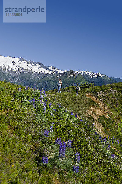 Wanderer wandern in den Bergen oberhalb des Amalga Basin im Tongass Forest in der Nähe von Juneau  Alaska.