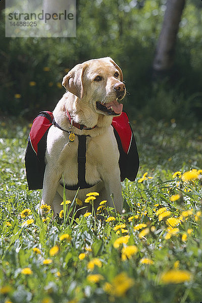 Porträt von Labrador Retriever in Blumen SC AK Sommer