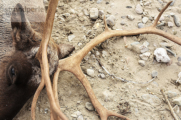 Nahaufnahme eines toten Karibu´s Kopf und Geweih  nachdem es auf der Jagd erschossen wurde  Tok  Alaska