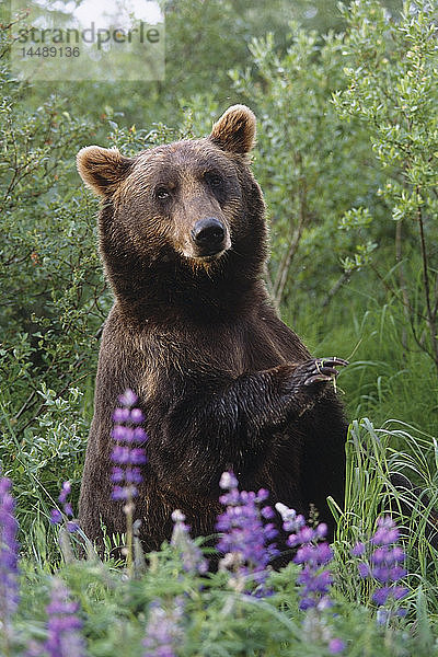 KAPITEL: Braunbär inmitten von Lupinen-Wildblumen im Alaska Wildlife Conservation Center im Sommer in Süd-Zentral-Alaska KAPITEL