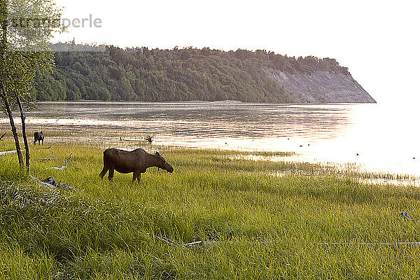 Kuh und zwei Elchkälber beim Fressen entlang des Tony Knowles Coastal Trail bei Sonnenuntergang im Sommer in Anchorage  Southcentral Alaska