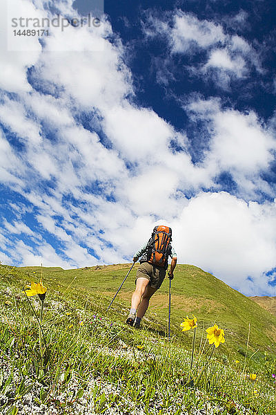 Frau wandert auf Tundra mit Blick auf blauen Himmel und weiße Wolken Denali National Park Interior Alaska Sommer