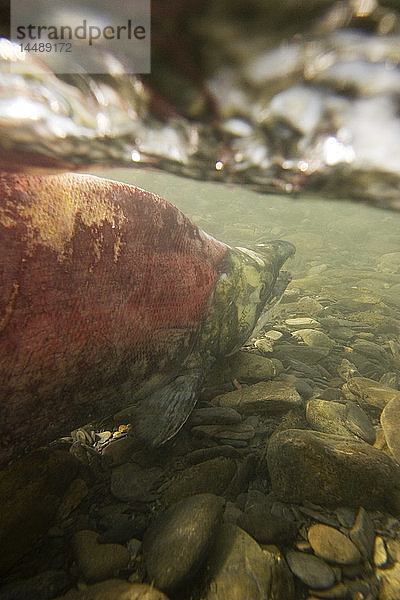 Abgelaichte Sockeye-Lachse im Quartz Creek Kenai-Halbinsel Alaska Sommer Unterwasserbild