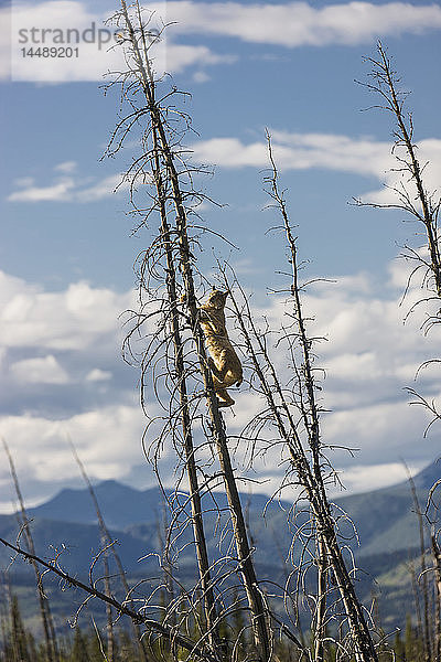 Ein Luchs klettert auf eine tote Fichte in einem Waldbrand-Regenerationsgebiet  Kluane Lake  nördliches Yukon-Territorium  Kanada  Sommer