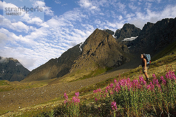 Backpacker Peters Creek Chugach Mountains Southcentral Alaska Sommer landschaftlich fireweed