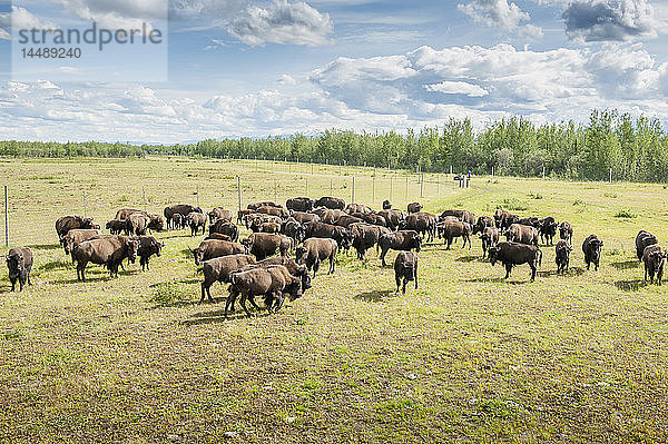 CAPTIVE: Eine Gruppe von Bisons (Bison bison) läuft auf offenem Feld in Alaska in der Nähe von Delta Junction  im Landesinneren Alaskas