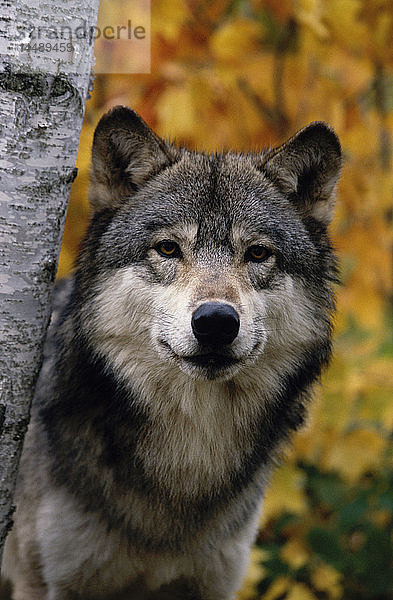 Wolf im Wald Herbst Gefangenschaft Minnesota/nCanis Lupis