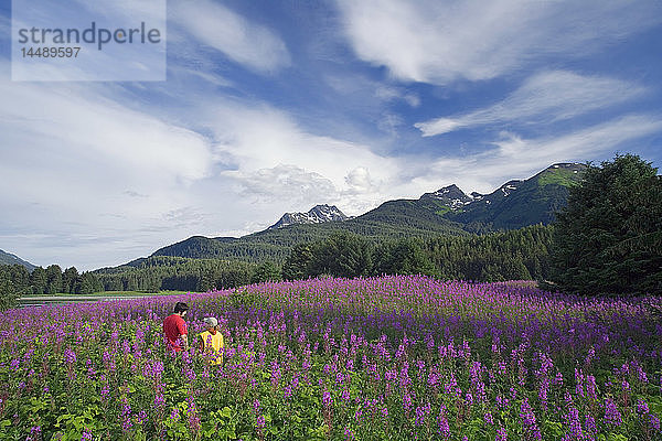 Paar wandert zwischen Fireweed Admiralty Is Tongass National Forest Südost Alaska Sommer