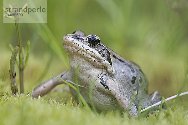 Waldfrosch im Sommer im Delta des Copper River  Süd-Zentral-Alaska