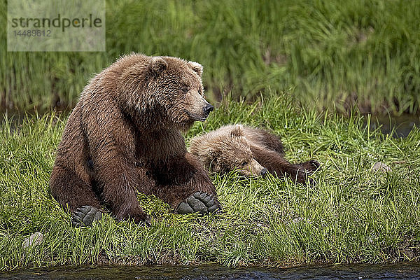 Braunbärensau (Ursus arctos) sitzt neben ihrem Jungtier am Rande des Mikfit Creek  McNeil River State Game Sanctuary and Refuge  Südwest-Alaska  Sommer