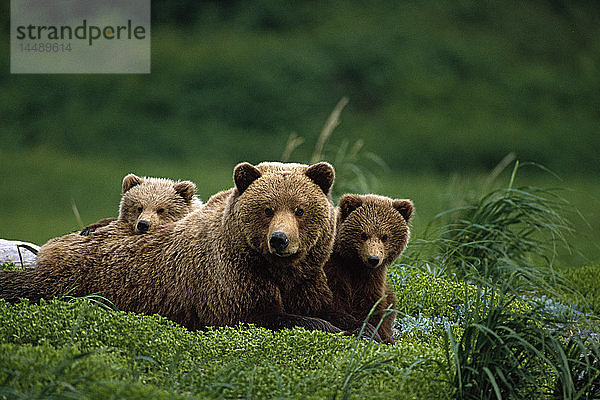 Grizzlybärenmutter und -junge liegen auf einem Feld im Südwesten von AK/im Sommer