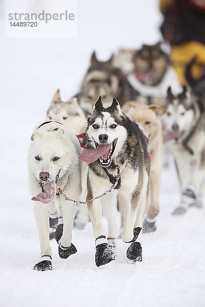 Musher Mitch Seavey´s Hundeteam läuft in der Nähe der UAA während des feierlichen Iditarod-Starts 2010 in Anchroage  Southcentral Alaska  Winter/n