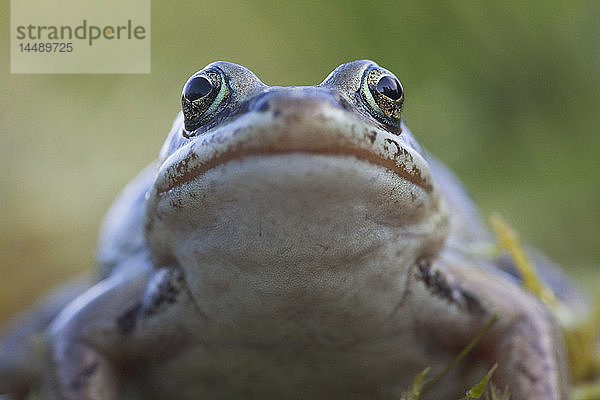 Waldfrosch im Sommer im Delta des Copper River  Süd-Zentral-Alaska