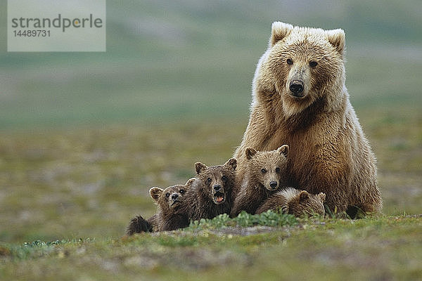 Grizzlybärensau mit 4 Jungtieren in der Nähe von Moraine Creek Katmai National Park Südwest Alaska Sommer