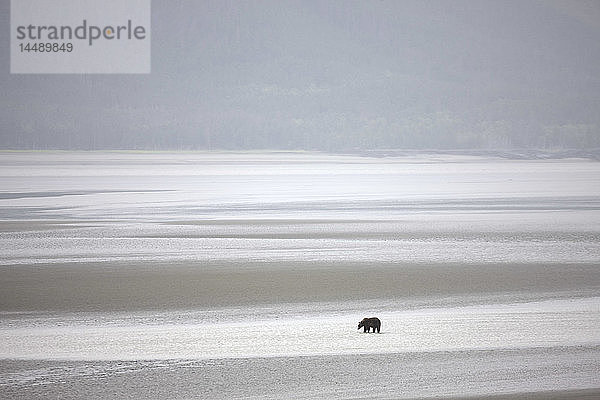 Braunbär beim Waten im flachen Wasser und im freiliegenden Schlamm des Turnagain Arm bei Ebbe in der Nähe von Bird Point mit der Kenai-Halbinsel im Hintergrund  Süd-Zentral-Alaska  Sommer