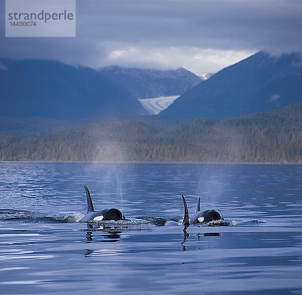 KOMPOSITUM: Orca Wale tauchen in Alaska´s Inside passage mit der Coastal Range und Eagle Glacier im Hintergrund  Südost Alaska