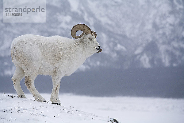 Dallschaf-Bock stehend über dem Slims River Valley  Sheep Mountain  Kluane National Park  Yukon Territory  Kanada