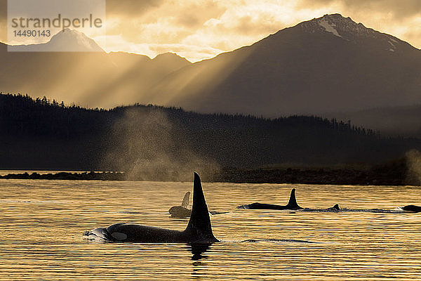 KOMPOSITUM: Orca Wale tauchen in Alaska´s Inside Passage auf  während die Sonne über den Chilkat Mountains  Südost-Alaska  unterzugehen beginnt