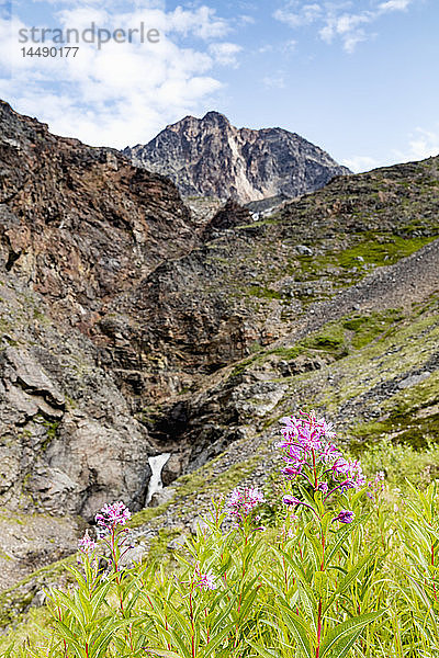 Blick auf den Crow Creek und einen kleinen Wasserfall unterhalb des Gipfels des Crow Pass im Chugach National Forest  Süd-Zentral-Alaska  Sommer