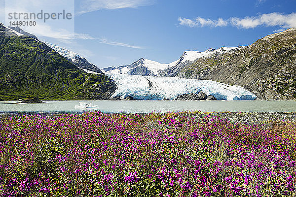 Zwerg-Feuerkraut (Epilobium latifolium) säumt das Ufer des Portage-Sees mit dem Portage-Gletscher im Hintergrund im Chugach National Forest im Portage-Tal in Süd-Zentral-Alaska.