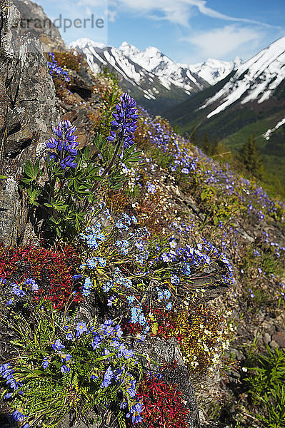 Wildblumen blühen an den Hängen der Chugach Mountains in Süd-Zentral-Alaska.