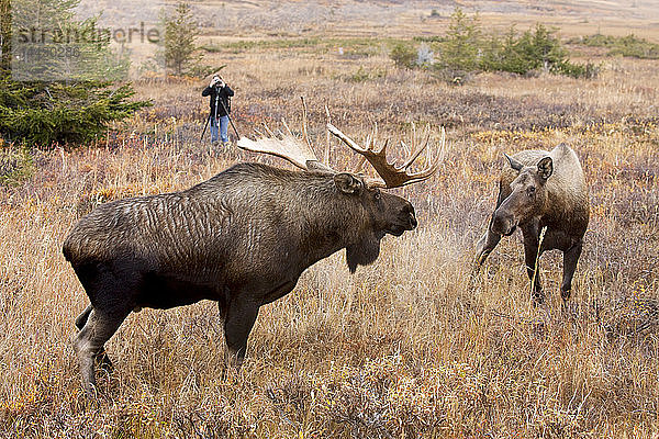Der Fotograf fotografiert einen großen Elchbullen  der sich einer Elchkuh während der Brunftzeit am Powerline Pass in der Nähe von Anchorage in Süd-Zentral-Alaska nähert.