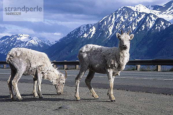Zwei Dall-Schafe stehen am Straßenrand des Seward Highway am Turnagain Arm im Frühsommer in Süd-Zentral-Alaska.