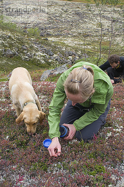 Wanderer mit ihrem Hund beim Blaubeerpflücken  Wolverine Peak Trail  Prospect Heights Trailhead area  Chugach Mountains  Spätsommer  Southcentral  Alaska