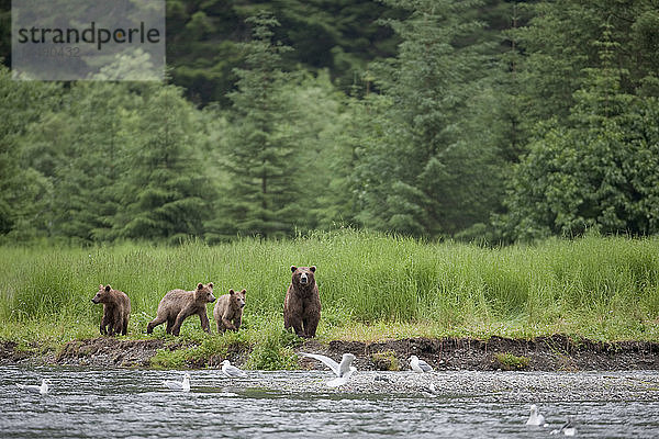 Braunbärensau geht mit ihren drei Jungen an einem Bach entlang  Prince William Sound  Chugach Mountains  Chugach National Forest  Alaska  Southcentral  Sommer