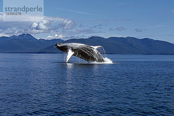 Buckelwal beim Brechen Frederick Sound SE AK