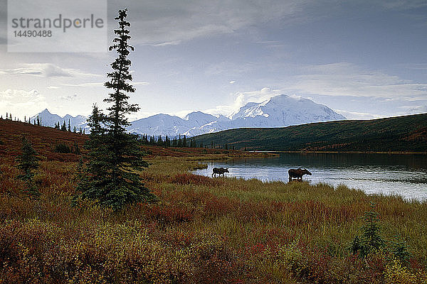 Wonder Lake Denali Natl Park Interior Alaska Kuh Elch Kalb Herbst Tundra Berg Himmel Baum