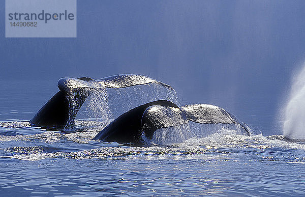 Buckelwale sondieren Windham Bay SE Alaska Sommer Stephens Passage