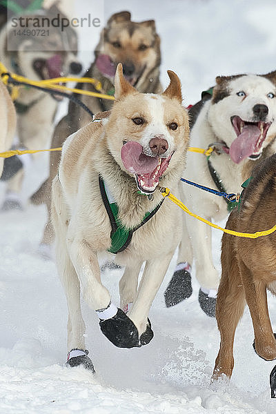 Nahaufnahme des Mushers Quinn Iten´s Hundeteam  das während des Iditarod-Neustarts 2010 in Willow  Southcentral Alaska  einen Hügel hinunterläuft  Winter/n
