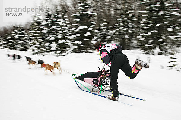 Musher Ed Wood und Schlittenhunde bei den Fur Rendezvous World Sled Dog Championships auf dem Campbell Creek Trail in Anchorage  Alaska. Southcentral. Nachmittags.