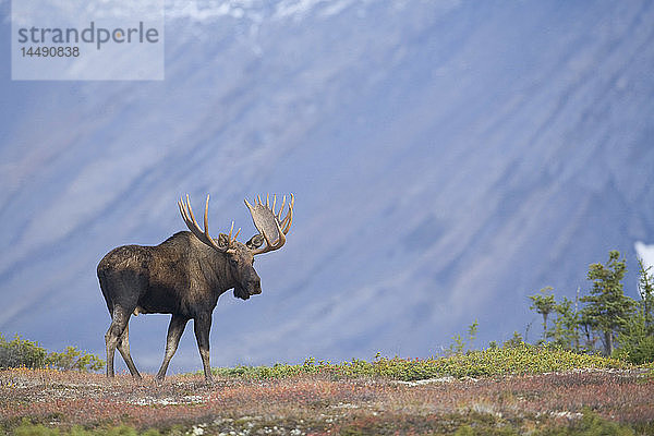 Elchbulle auf der Herbsttundra während der Brunft  Powerline Pass  Chugach State Park  Chugach Mountains  Alaska