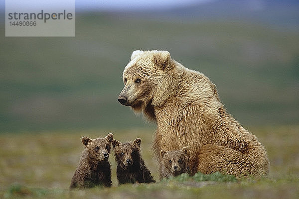 Grizzlybärensau mit 4 Jungtieren in der Nähe von Moraine Creek Katmai National Park Südwest Alaska Sommer