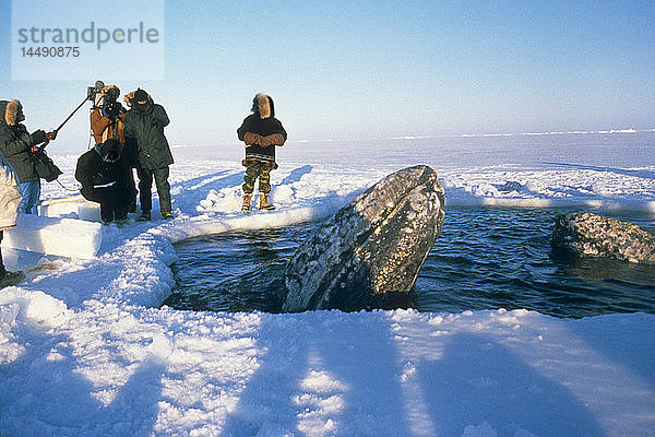 Lokale Alaskaner & Nachrichten Die Besatzung betrachtet die vom Meereis eingeschlossenen Wale durch ein Atemloch in der Nähe von Point Barrow während der Rettung der kalifornischen Grauwale 1988  Arktisches Alaska  Winter/n