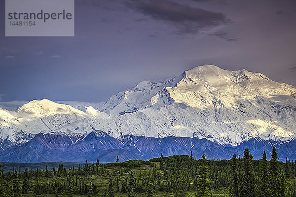 Abendlicher Blick auf den Mount McKinley  Denali National Park & Preserve  Inneres Alaska  Sommer