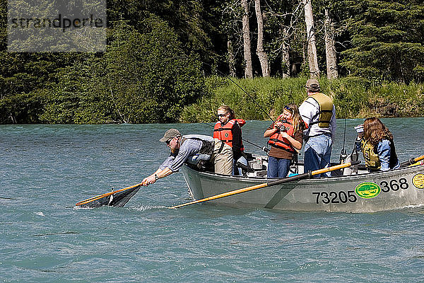 Guide keschert Fische vom Treibboot aus Kenai River Kenai Peninsula Alaska Sommer