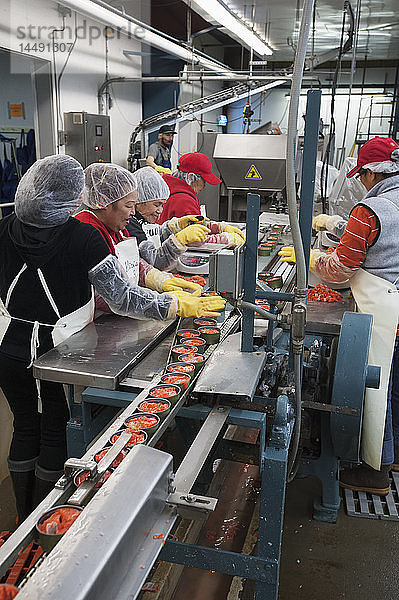 Arbeiter füllen oder entfernen Lachs aus Dosen  um das richtige Gewicht zu erreichen  auch bekannt als Patching   Naknek  Bristol Bay  Südwest-Alaska