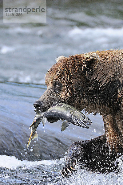 Ein Braunbär trägt einen Keta-Lachs davon  den er am McNeil River Falls  McNeil River State Game Sanctuary  Südwest-Alaska  gefangen hat.