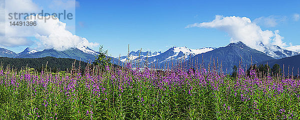 Panoramabilder von blühendem Fireweed in den Mendenhall Wetlands mit den Coast Mountains im Hintergrund  Südost-Alaska