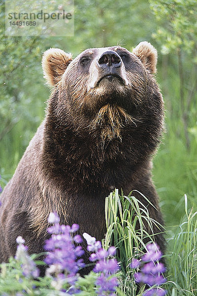 KAPITEL: Braunbär inmitten von Lupinen-Wildblumen im Alaska Wildlife Conservation Center im Sommer in Süd-Zentral-Alaska KAPITEL