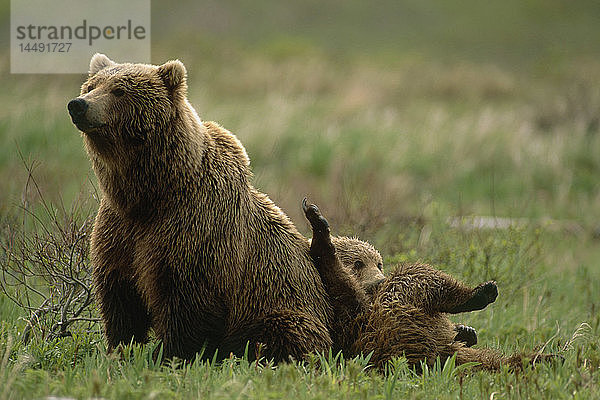 Grizzly-Mutter und Jungtier McNeil River Game Sanctuary AK