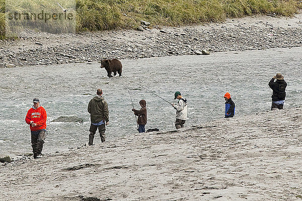 Eine Gruppe von Anglern auf der einen Seite des Bird Creek beobachtet vorsichtig  wie ein Braunbär im seichten Wasser in ihrer Nähe spazieren geht  Southcentral Alaska