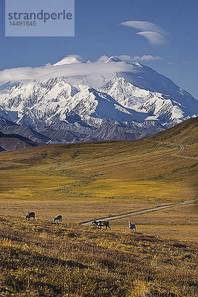 Blick auf den Mt. McKinley mit Karibus am Stony Pass und der Parkstraße im Hintergrund im Denali National Park  Alaska